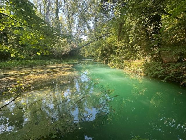 езерце в гората - снимка